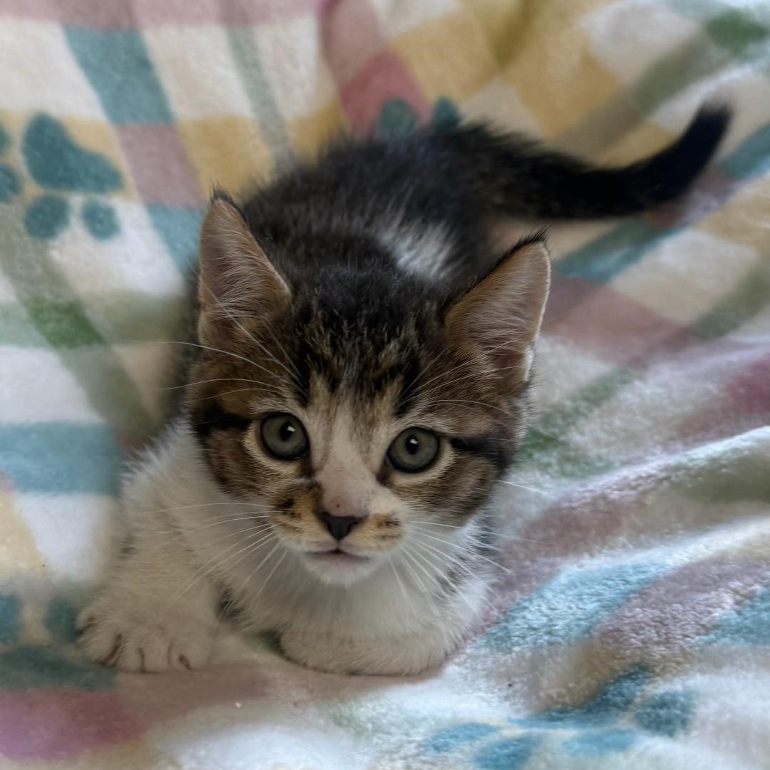 Cove, an adopted Domestic Short Hair in Greensburg, PA image 1/3