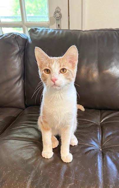 Bronx, Baby Male Domestic Short Hair