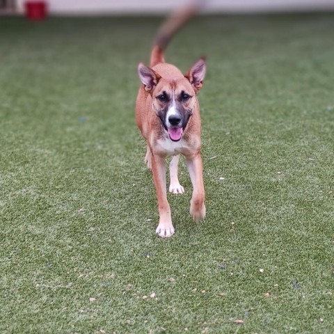 Kitana, Adult Female Shepherd