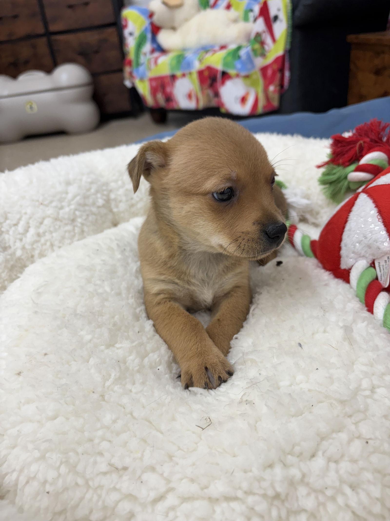 Candy, Adoptable, Puppy Female Chihuahua & Husky.