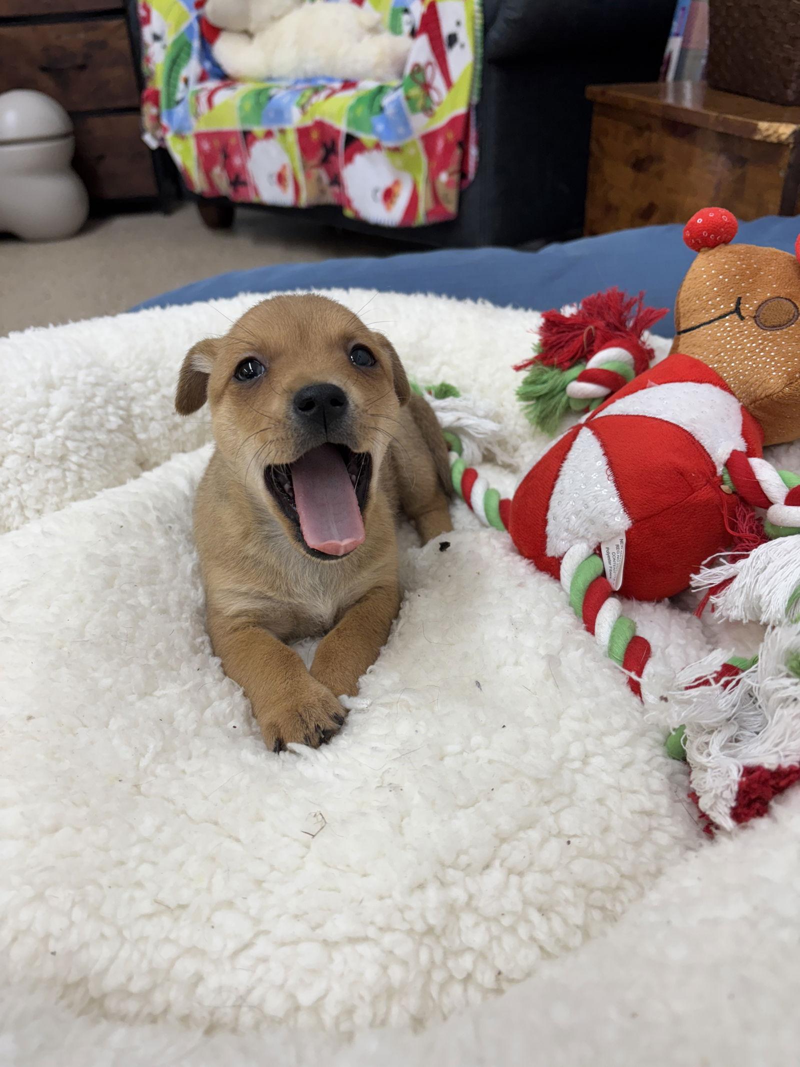 Candy, a Adoptable mixed breed in York, SC image 3/3