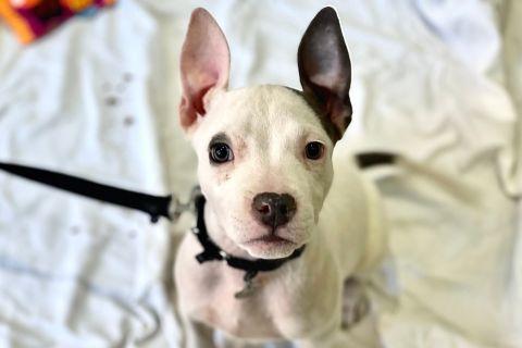 Razzle , ADOPTABLE, Young Female Mixed Breed.