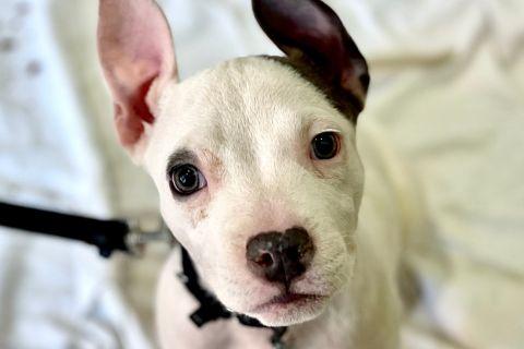 Enlarge Razzle , a ADOPTABLE mixed breed in Chicago, IL image 4/4