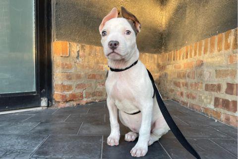 Enlarge Razzle , a ADOPTABLE mixed breed in Chicago, IL image 2/4