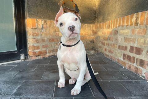 Enlarge Razzle , a ADOPTABLE mixed breed in Chicago, IL image 3/4