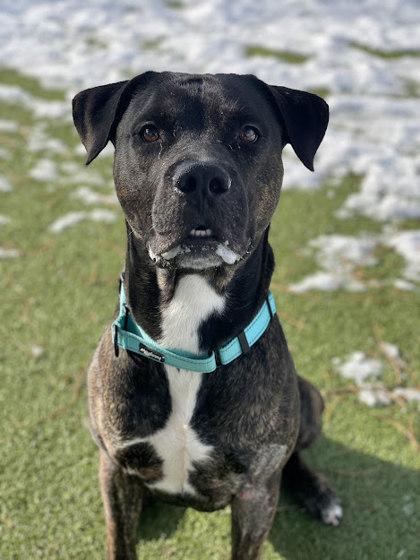 Apollo, Adoptable, Adult Male Retriever & Mixed Breed.