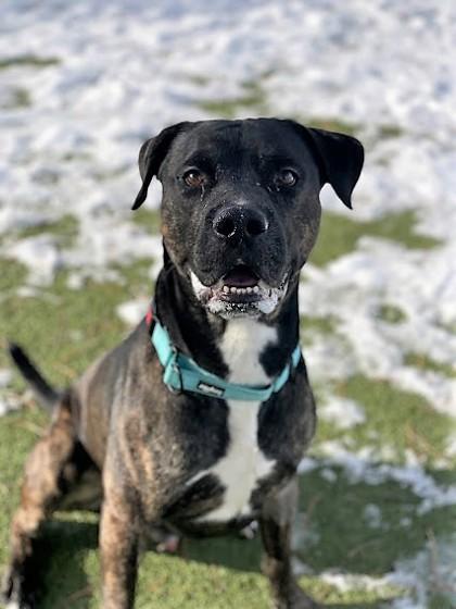 Enlarge Apollo, a Adoptable mixed breed in Akron, OH image 2/2
