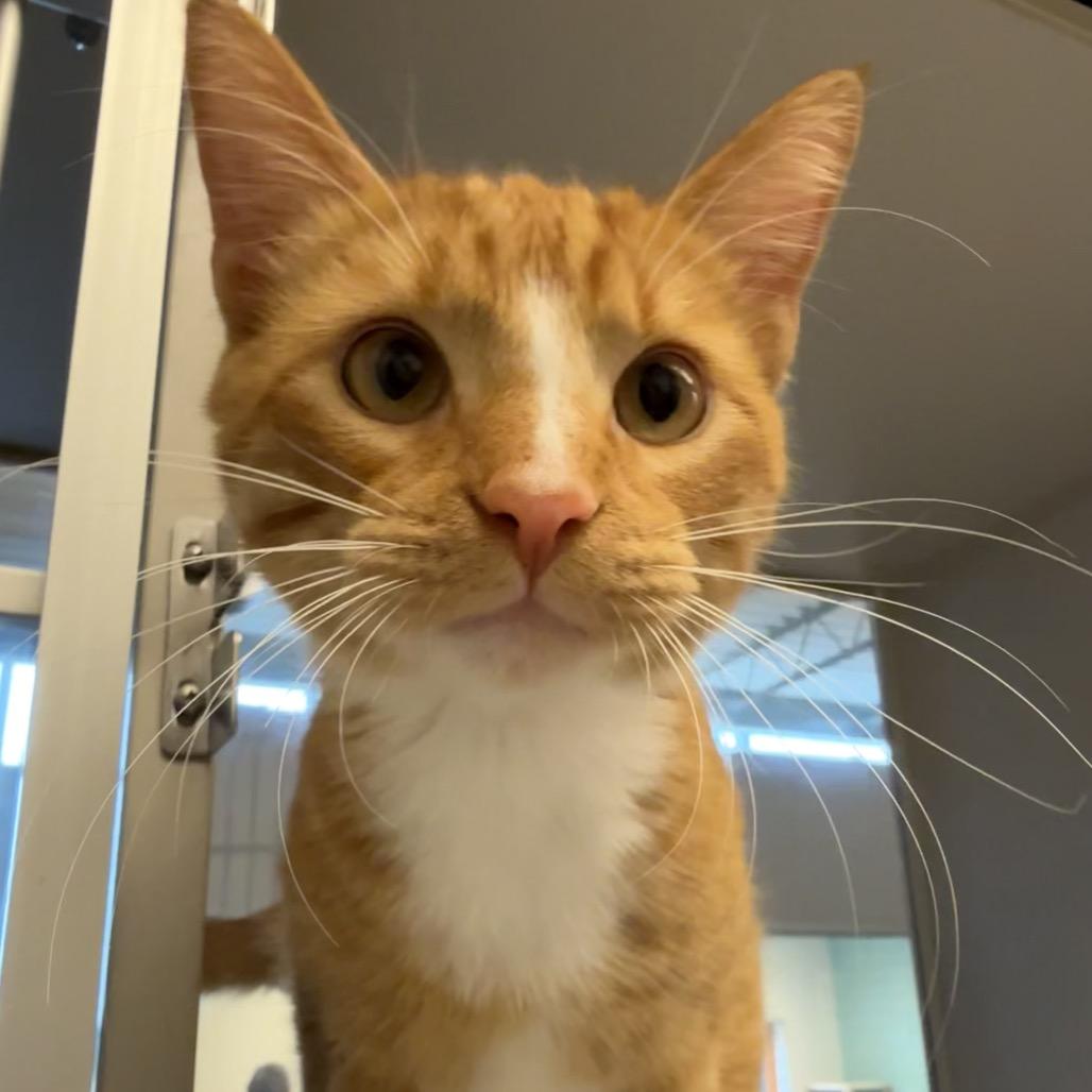 Loki, ADOPTABLE, Adult Male Domestic Short Hair.