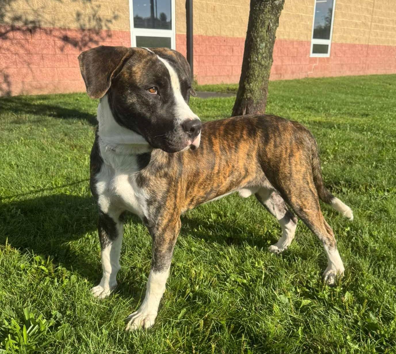 Enlarge Puskey, a Adoptable mixed breed in Maryville, MO image 3/3