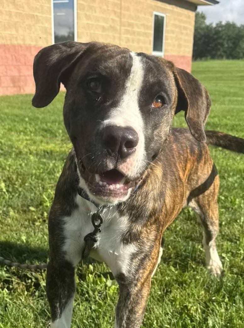 Enlarge Puskey, a Adoptable mixed breed in Maryville, MO image 2/3