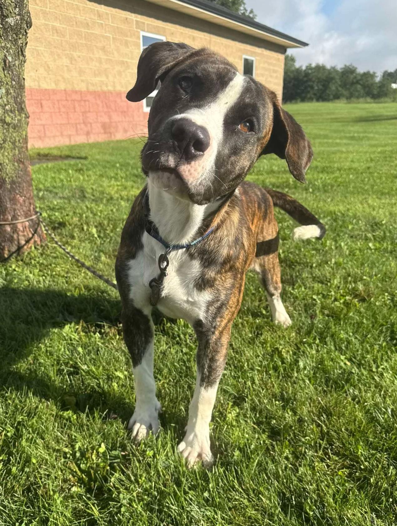 Puskey, Adoptable, Young Male Pit Bull Terrier & Labrador Retriever.