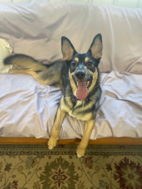 Enlarge Phoebe, a Adopted mixed breed in Milton, PA image 1/3