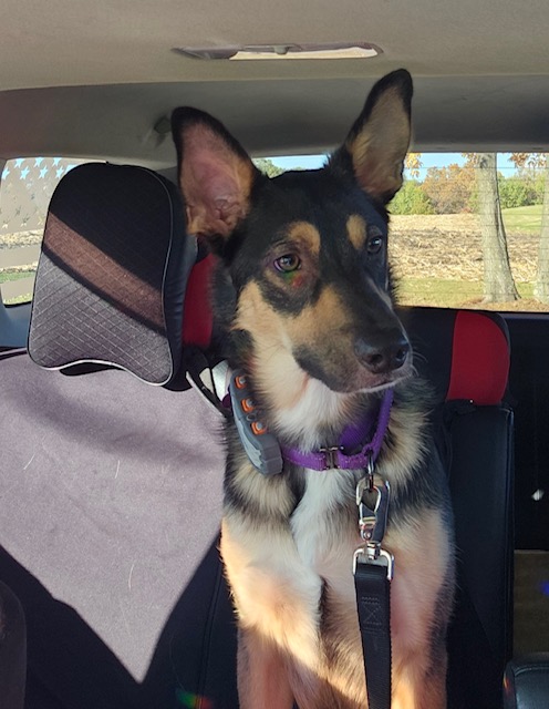 Enlarge Phoebe, a Adopted mixed breed in Milton, PA image 2/3