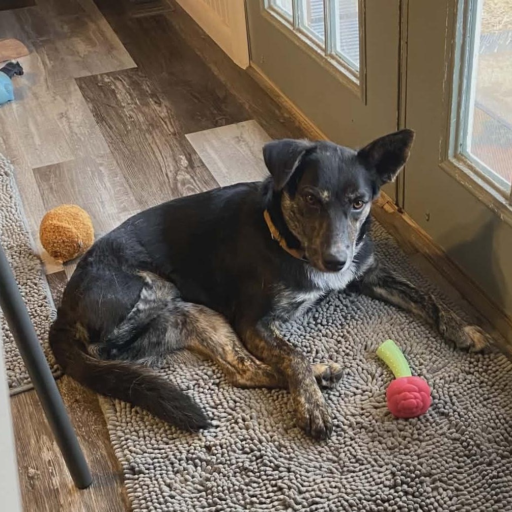 Aries, ADOPTABLE, Puppy Female Mixed Breed.