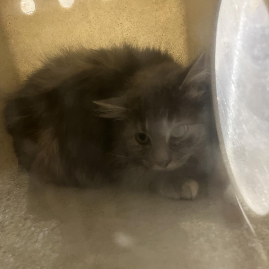 Double Torture, Adoptable, Young Female Domestic Long Hair.