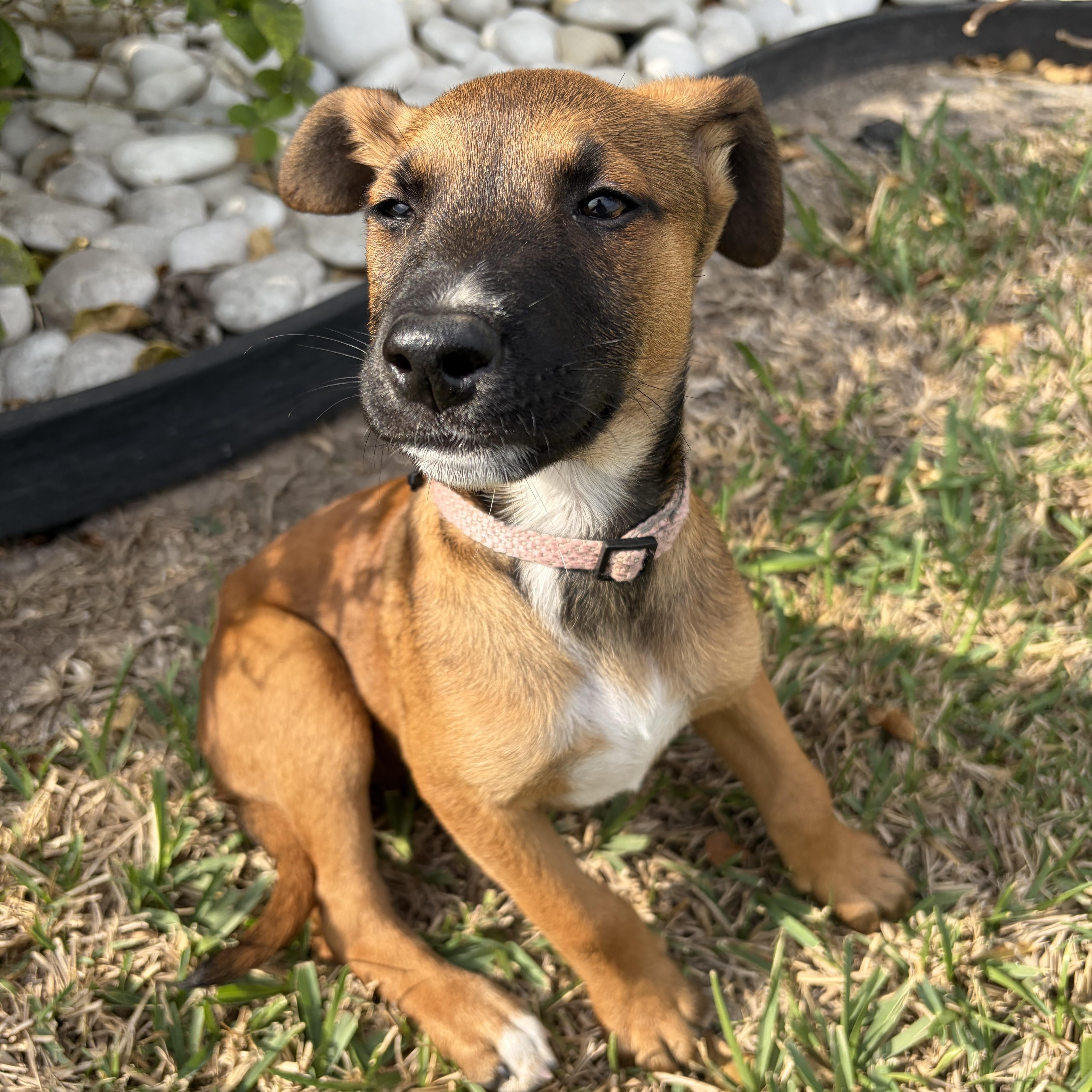 Enlarge Ariel, an adopted mixed breed in Cheyenne, WY image 3/4