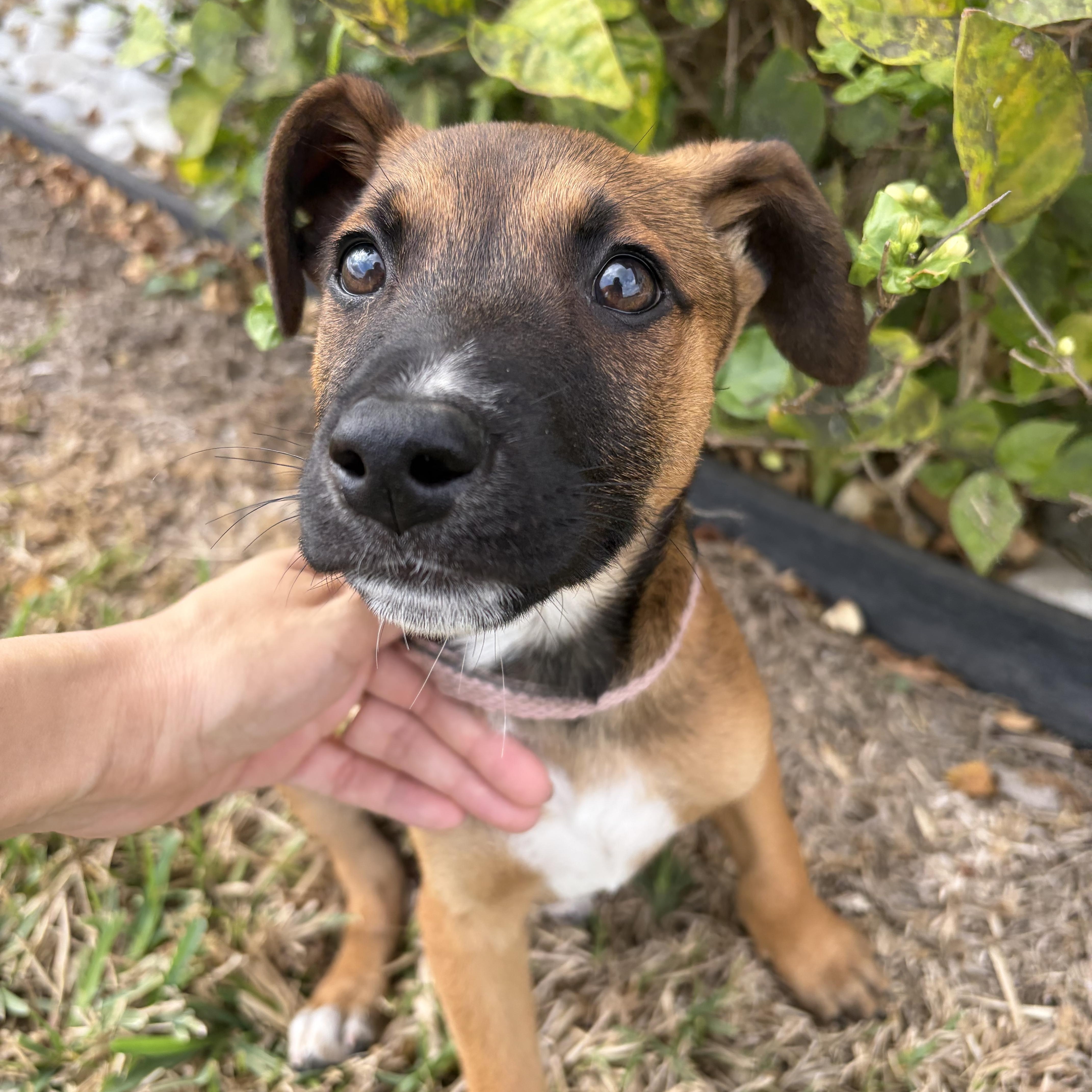 Ariel, adopted, Puppy Female Shepherd.