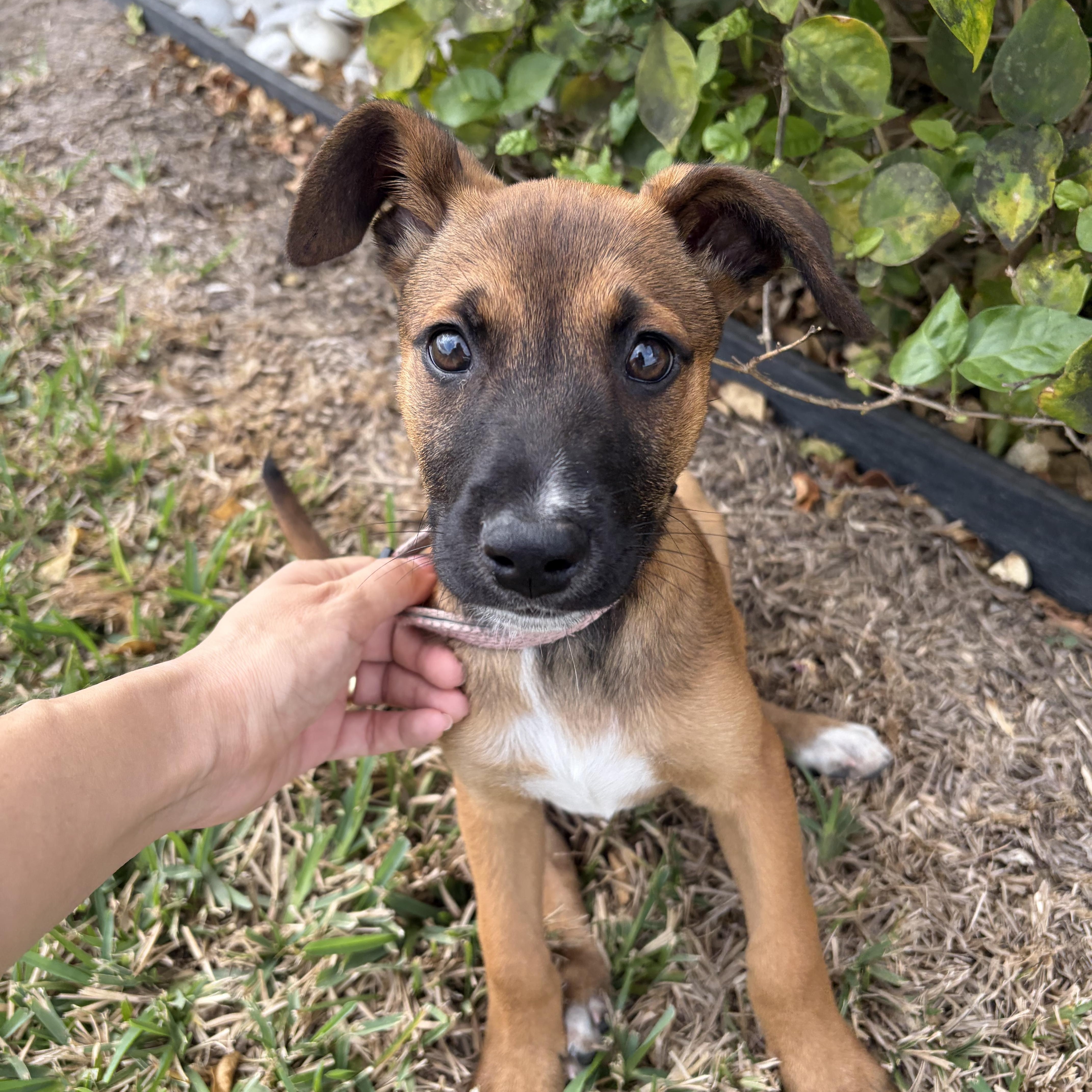 Enlarge Ariel, an adopted mixed breed in Cheyenne, WY image 4/4