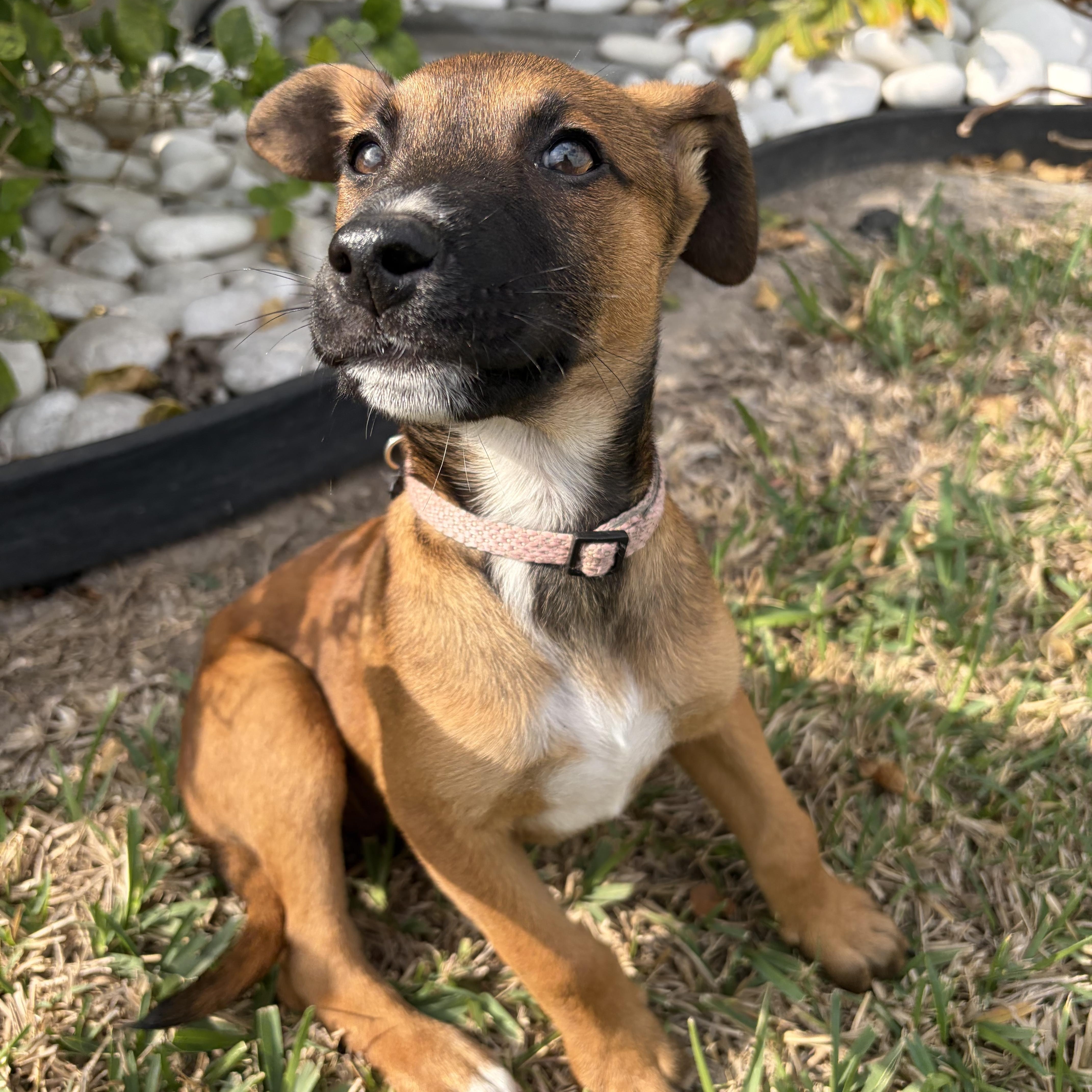 Enlarge Ariel, an adopted mixed breed in Cheyenne, WY image 2/4