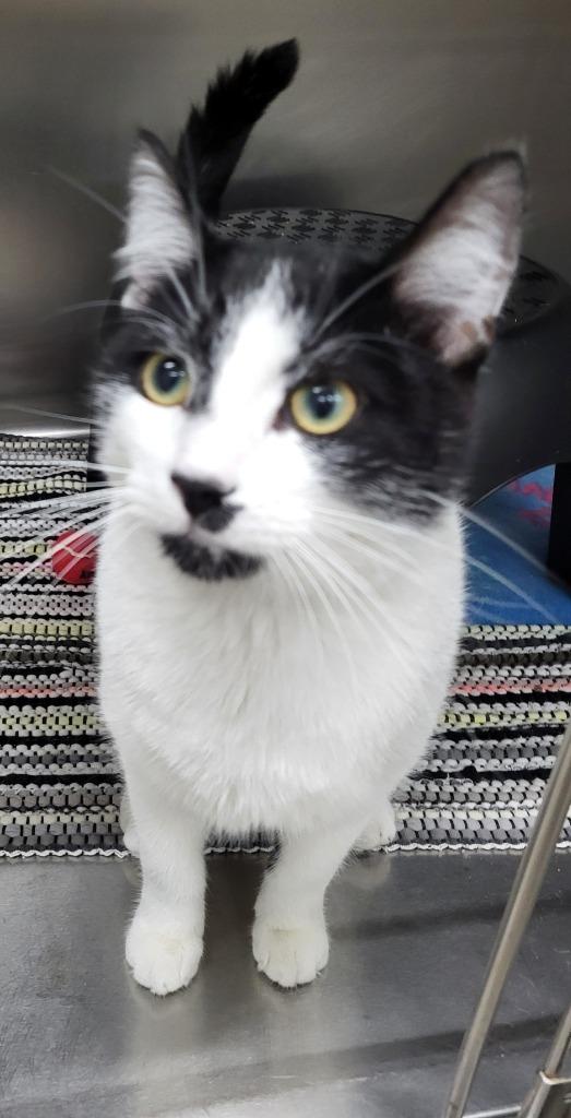 Enlarge Casper, a Adoptable mixed breed in Medford, WI image 1/1