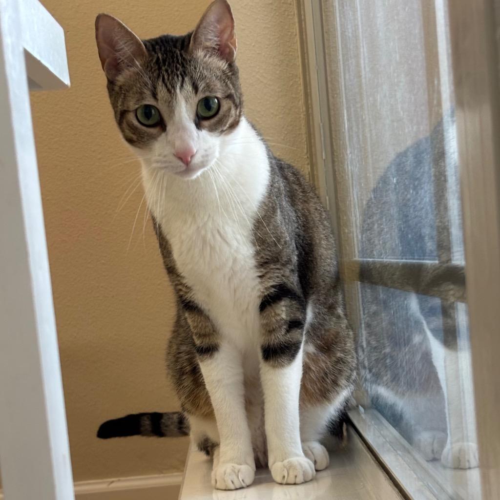 Stormi, Adoptable, Adult Male Domestic Short Hair.