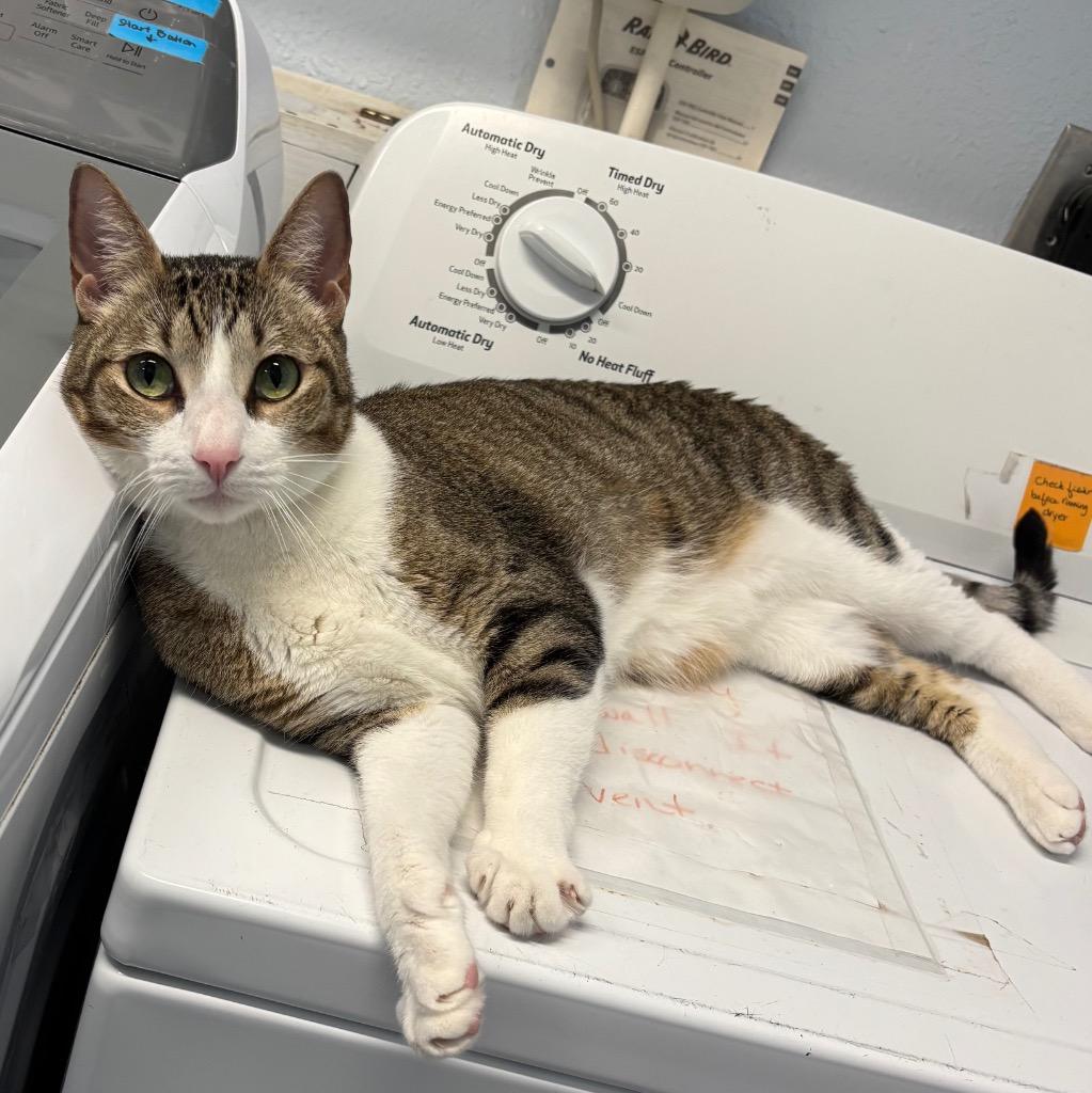 Stormi, a Adoptable mixed breed in Magnolia, TX image 2/3