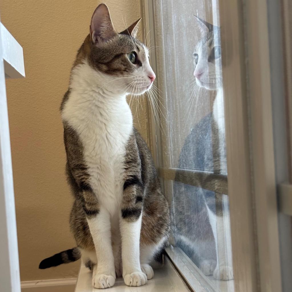 Stormi, a Adoptable mixed breed in Magnolia, TX image 3/3