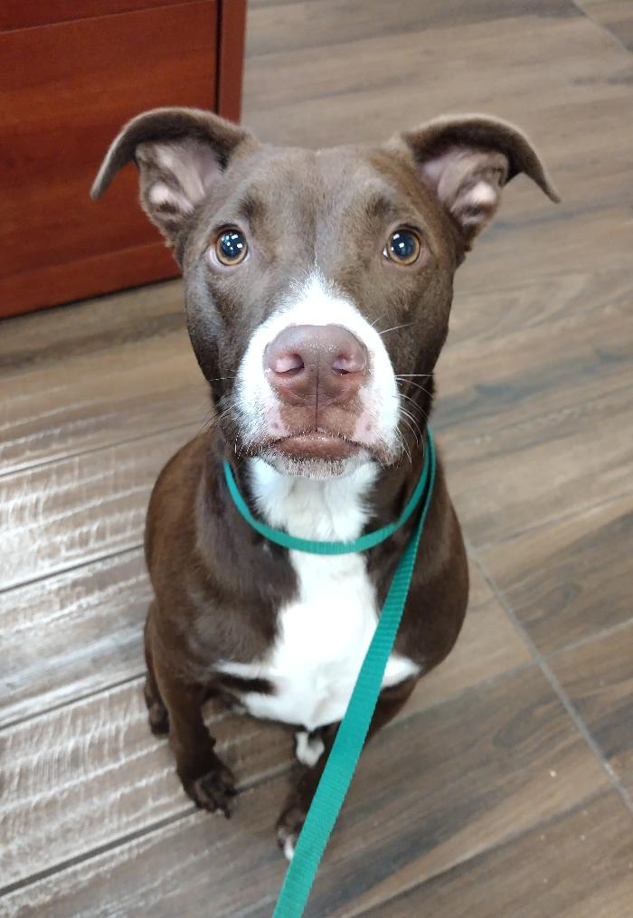 Cowboy, Adult Male Terrier