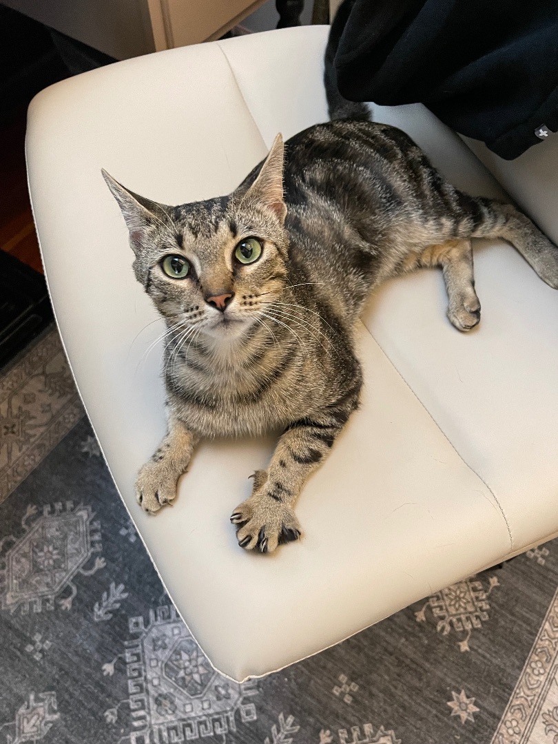 David, Young Male Domestic Short Hair