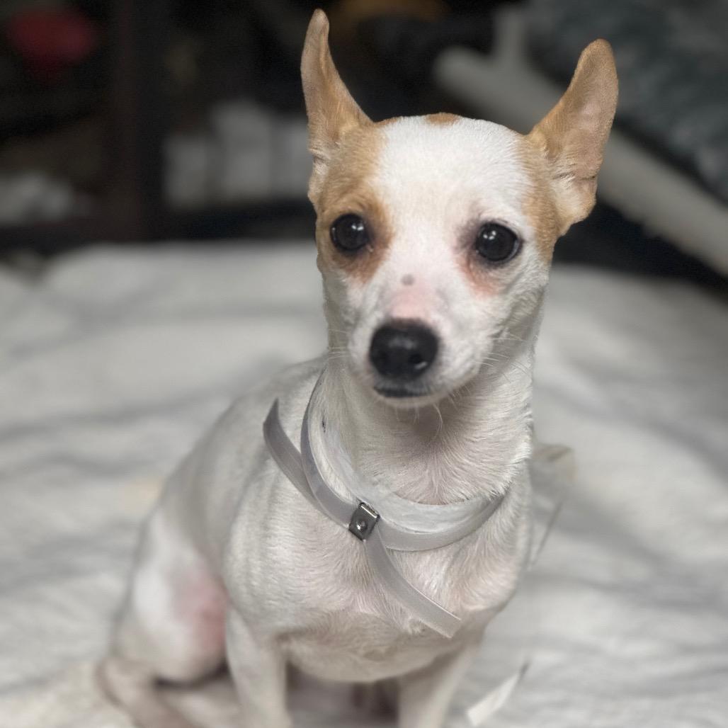 Mia, a Adoptable Chihuahua in Katy, TX image 1/3