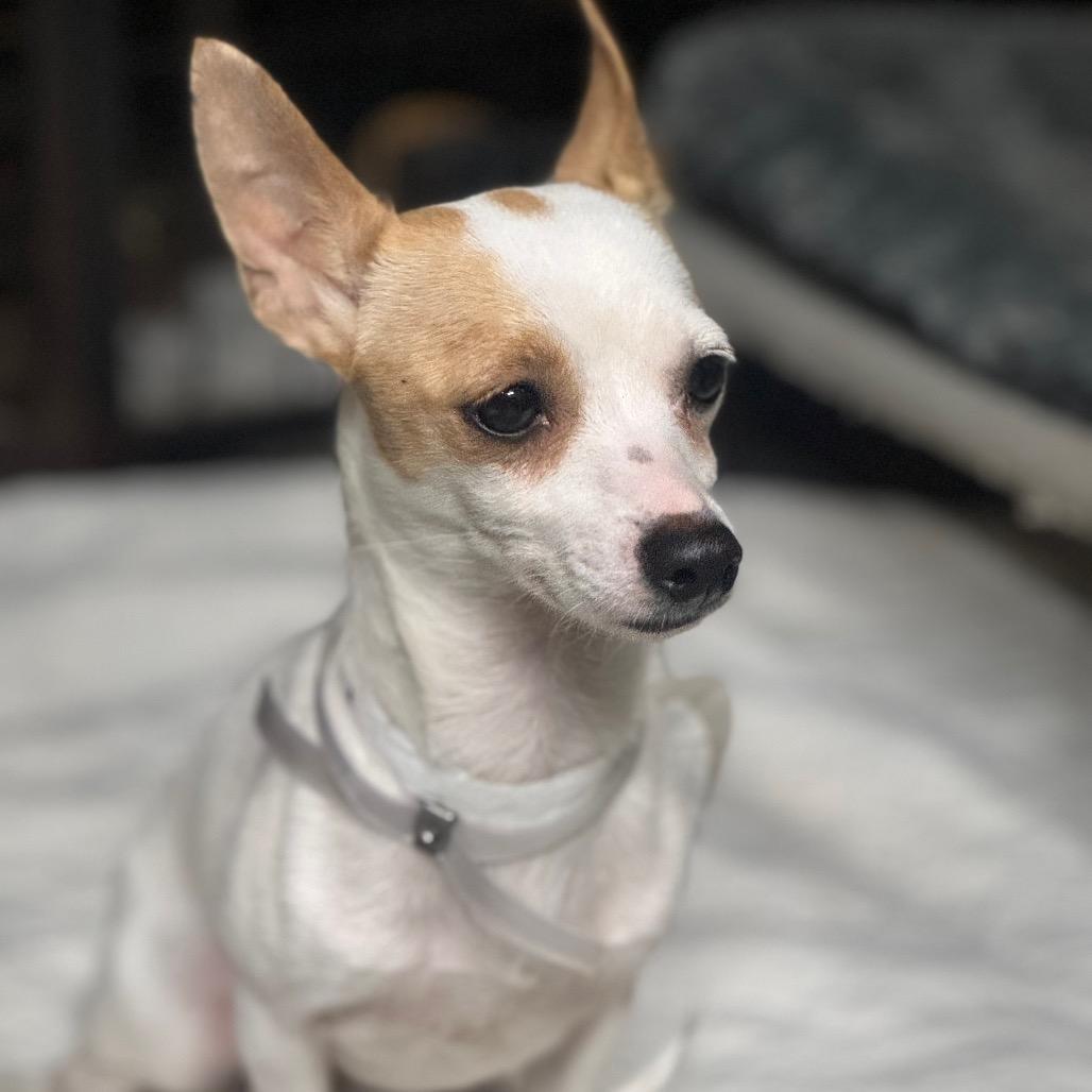 Enlarge Mia, a Adoptable Chihuahua in Katy, TX image 1/3