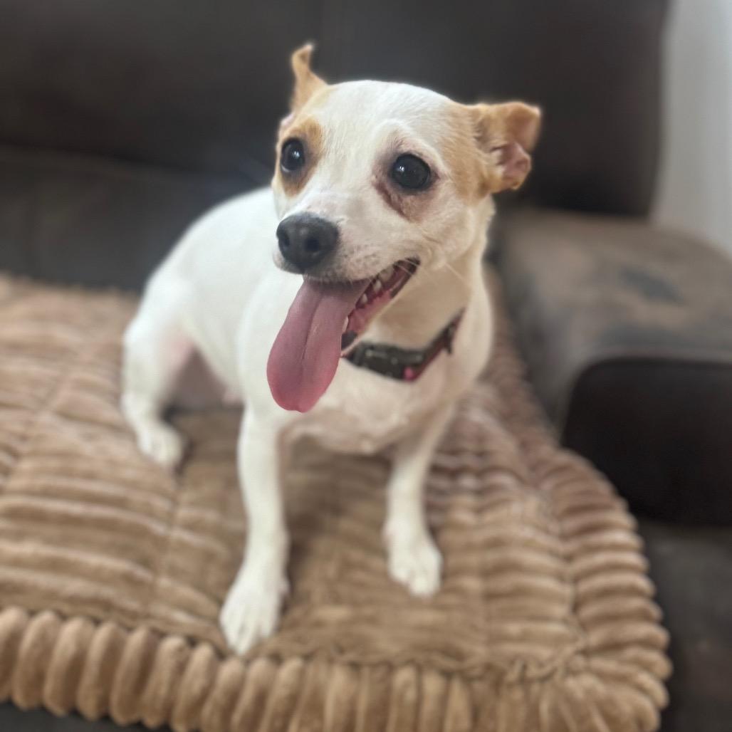 Enlarge Mia, a Adoptable Chihuahua in Katy, TX image 2/6