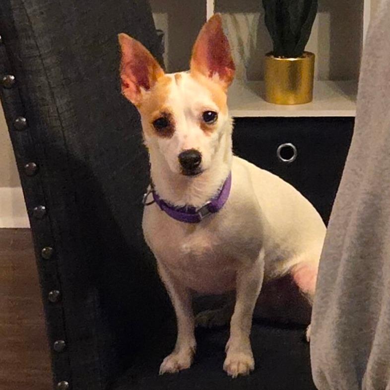 Enlarge Mia, a Adoptable Chihuahua in Katy, TX image 3/6