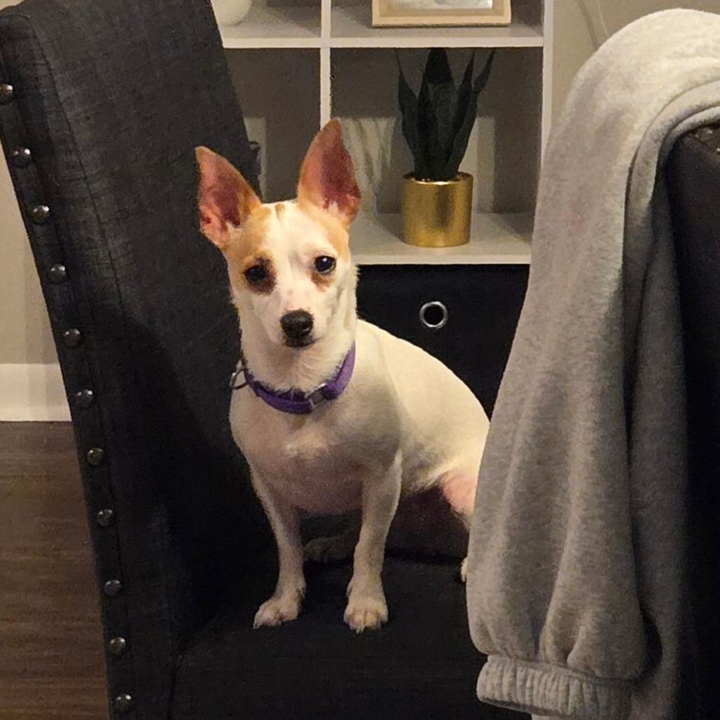 Enlarge Mia, a Adoptable Chihuahua in Katy, TX image 2/4