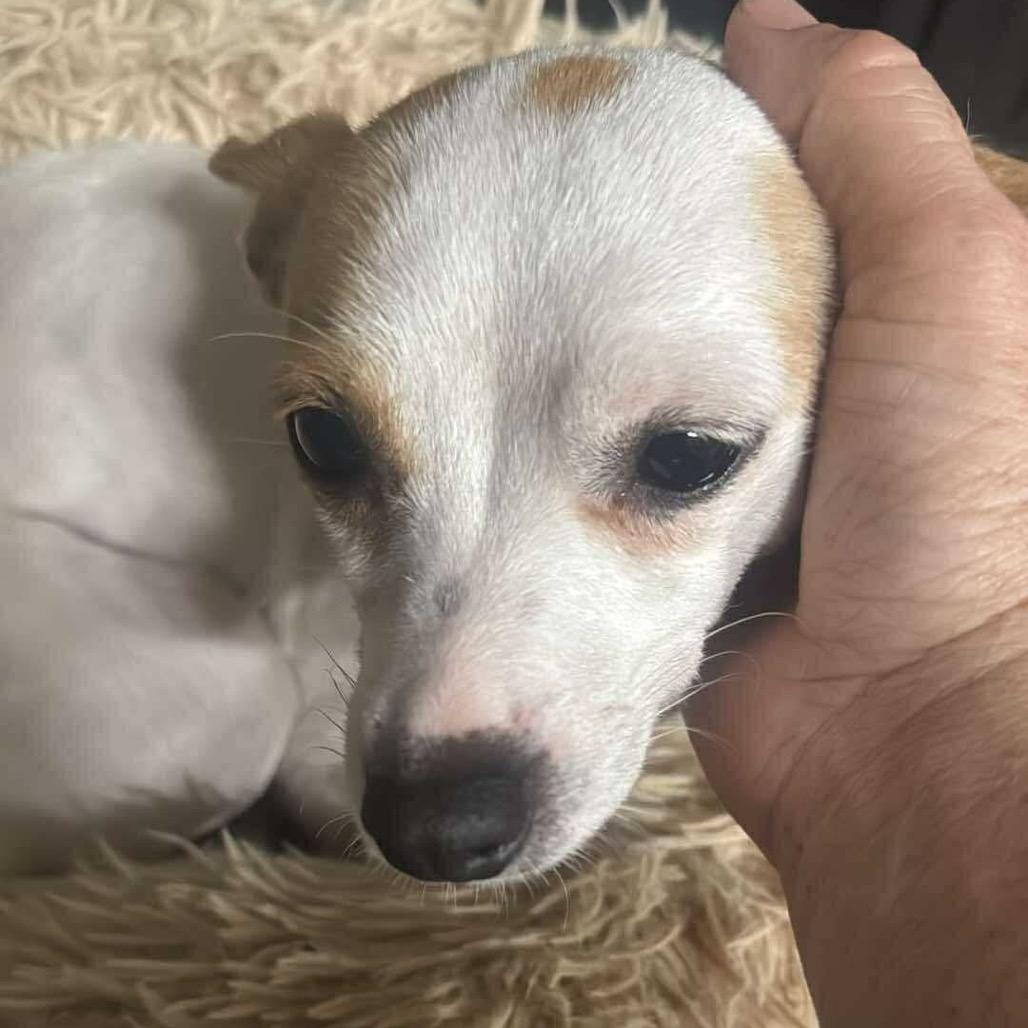 Mia, a Adoptable Chihuahua in Katy, TX image 3/3