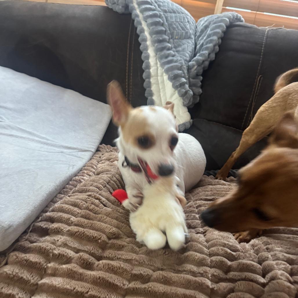 Enlarge Mia, a Adoptable Chihuahua in Katy, TX image 4/6