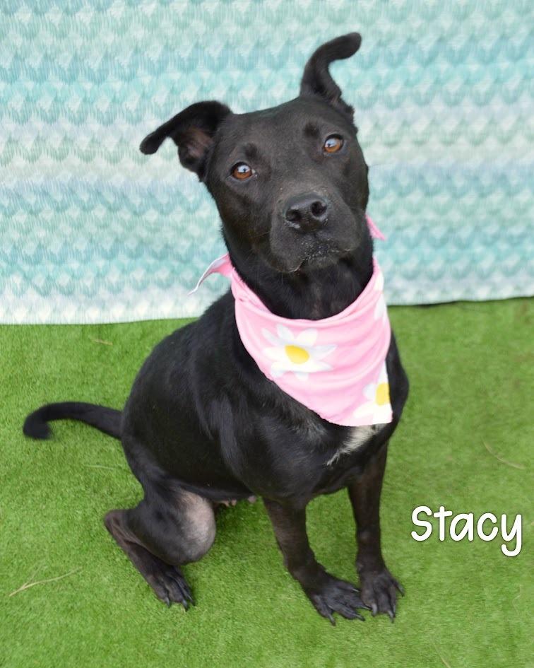 Stacy, Adoptable, Young Female Labrador Retriever.