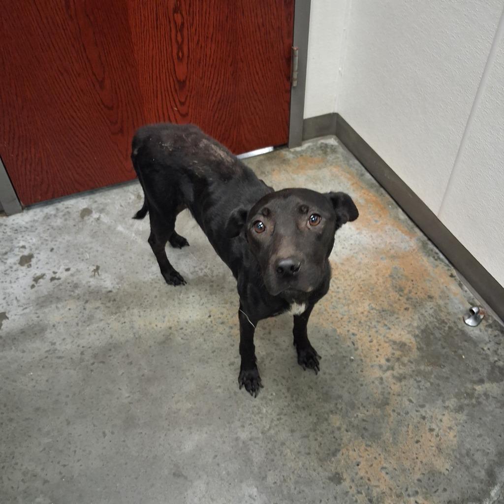 Enlarge Stacy, a Adoptable Labrador Retriever in Gautier, MS image 2/3