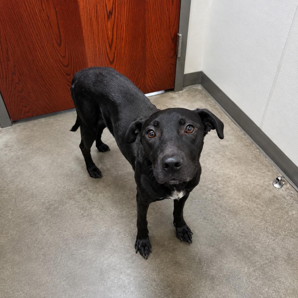Enlarge Stacy, a Adoptable Labrador Retriever in Gautier, MS image 3/3