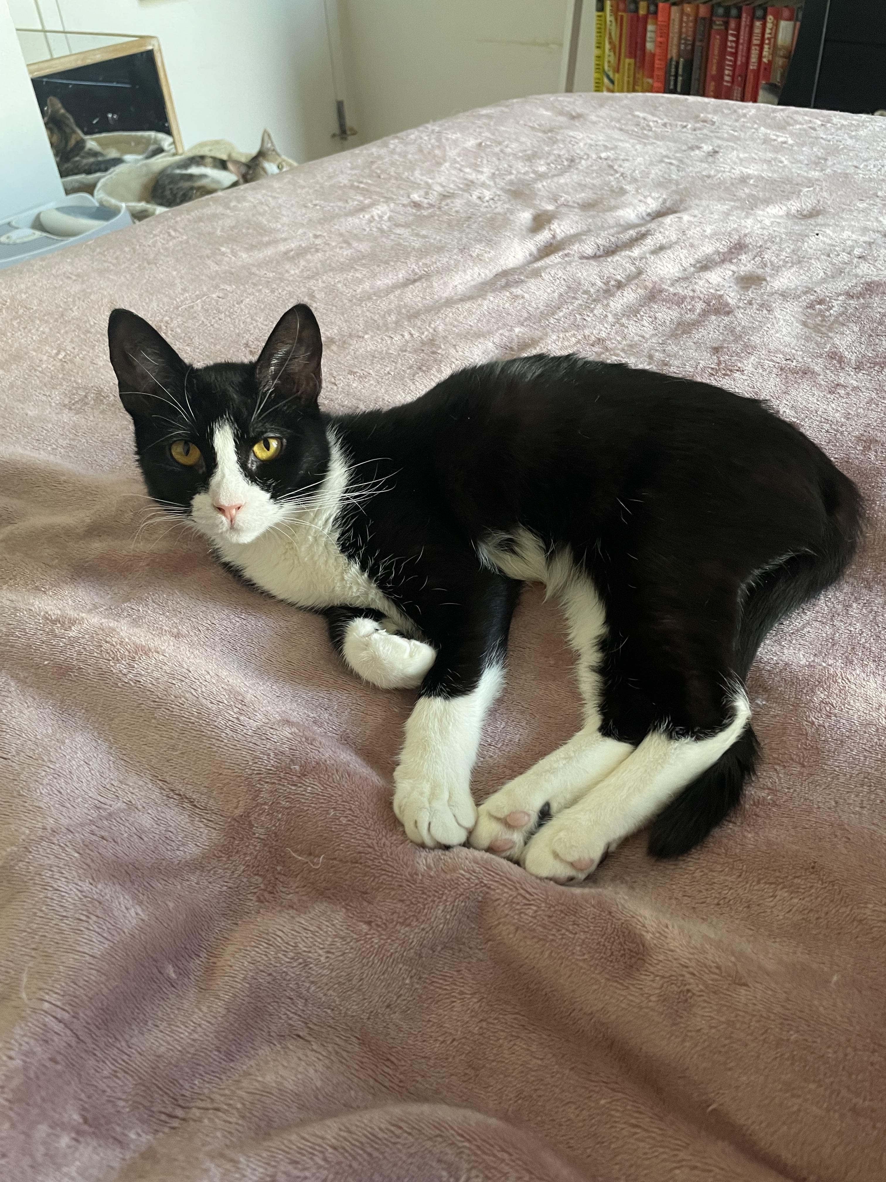 KELSEY, ADOPTABLE, Young Female Tuxedo.