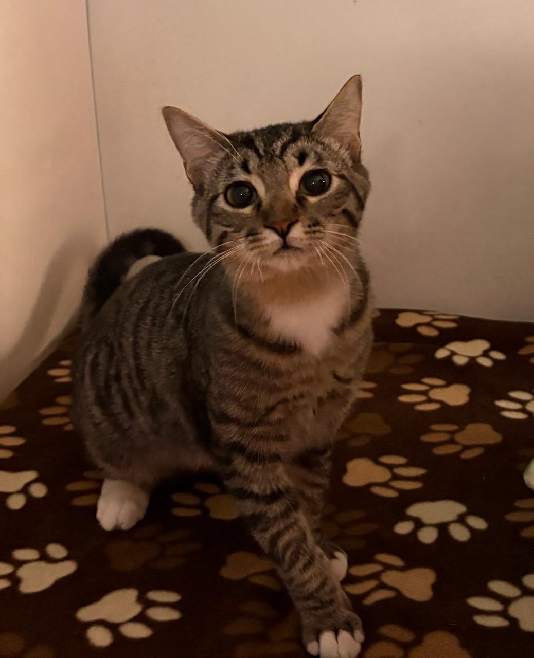 Enlarge Felipe, a Adoptable Domestic Short Hair in Monticello, IL image 2/4