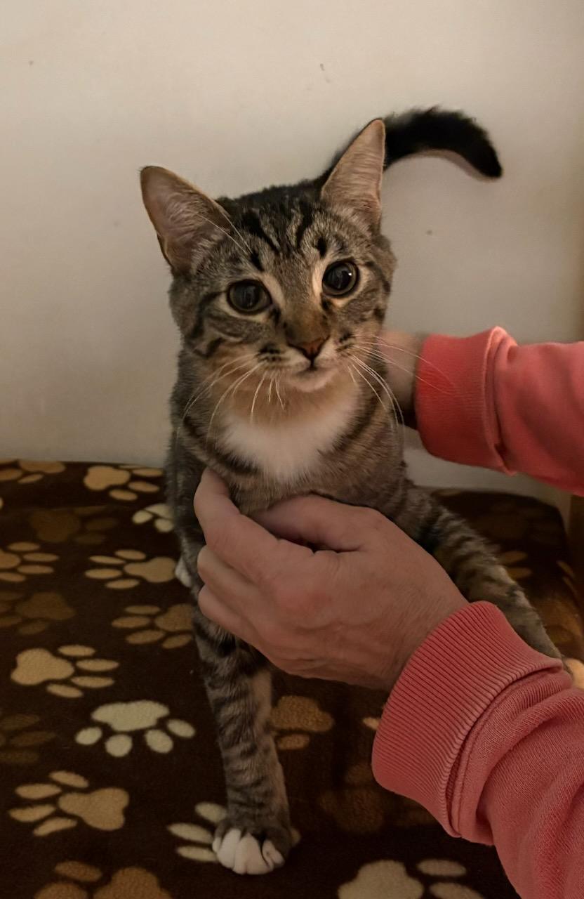 Enlarge Felipe, a Adoptable Domestic Short Hair in Monticello, IL image 3/4