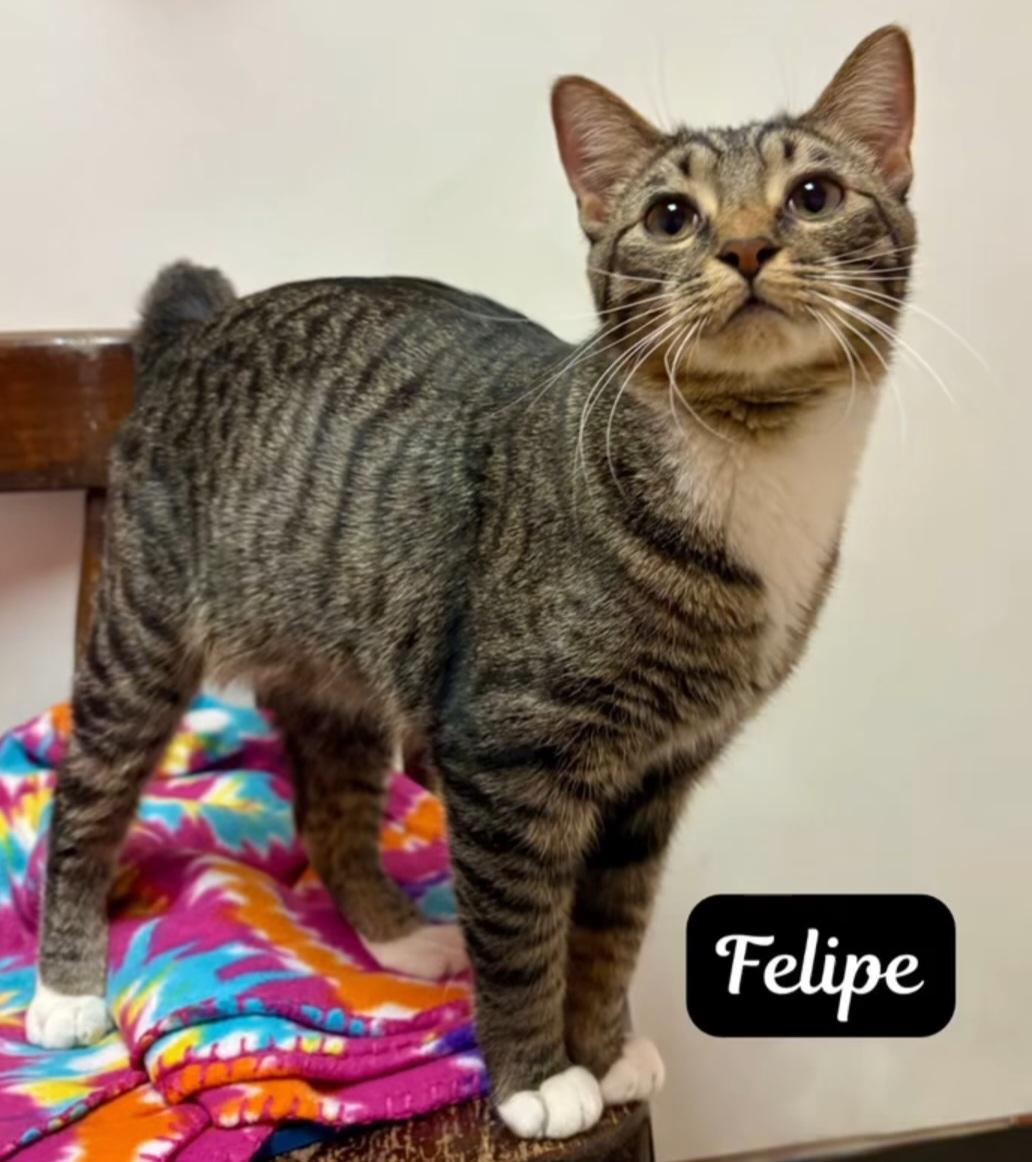 Felipe, Adoptable, Young Male Domestic Short Hair.