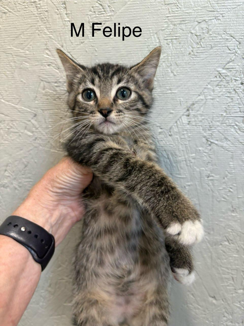 Enlarge Felipe, a Adoptable Domestic Short Hair in Monticello, IL image 4/4