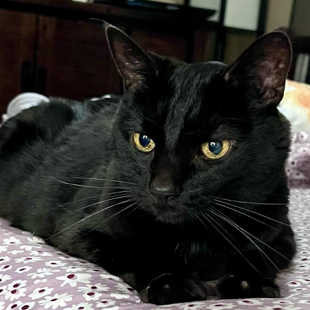 Sylvester, Adoptable, Senior Male Domestic Short Hair.