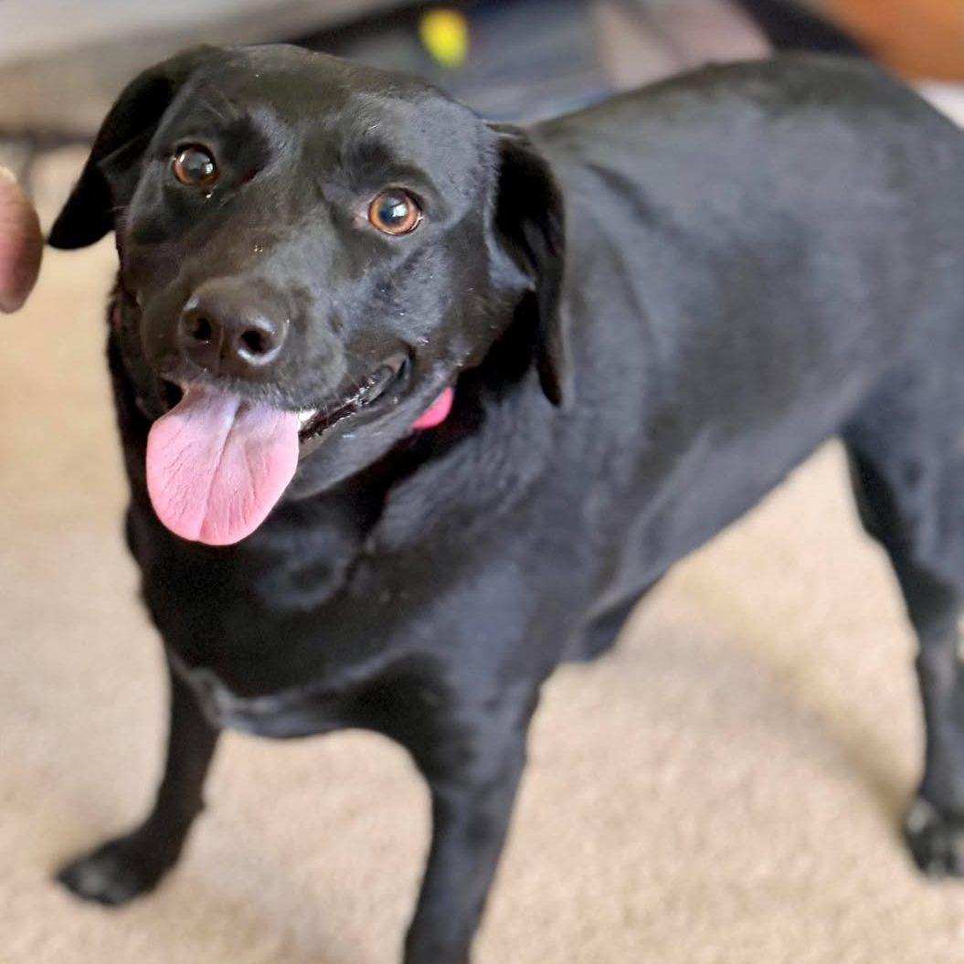 Enlarge Olive, a ADOPTABLE mixed breed in Des Moines, IA image 2/4