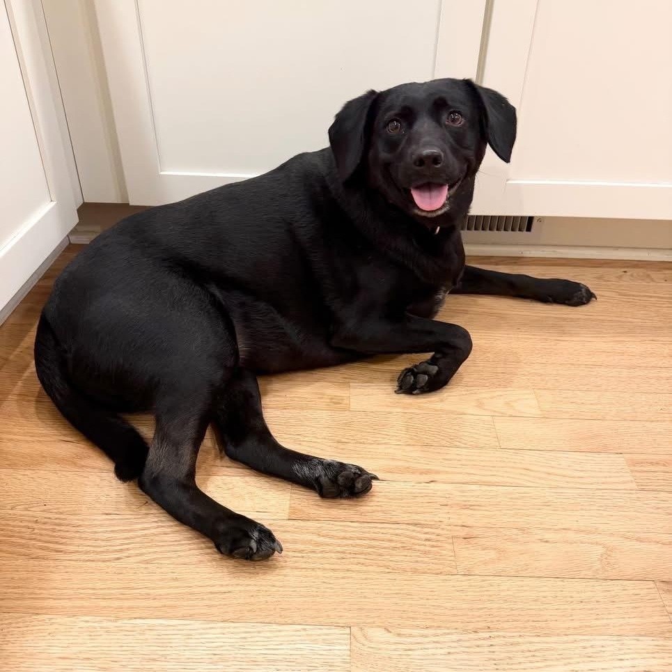 Olive, ADOPTABLE, Adult Female Labrador Retriever.