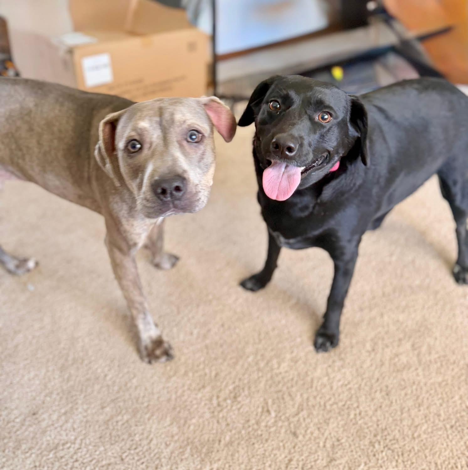 Enlarge Olive, a ADOPTABLE mixed breed in Des Moines, IA image 4/4