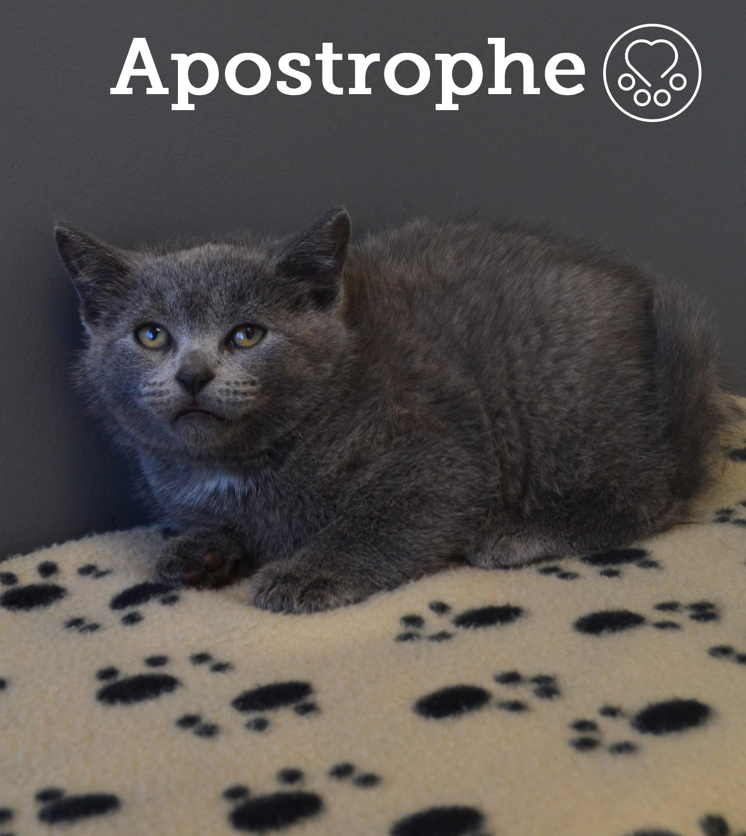 Apostrophe, Adoptable, Kitten Male Domestic Short Hair.