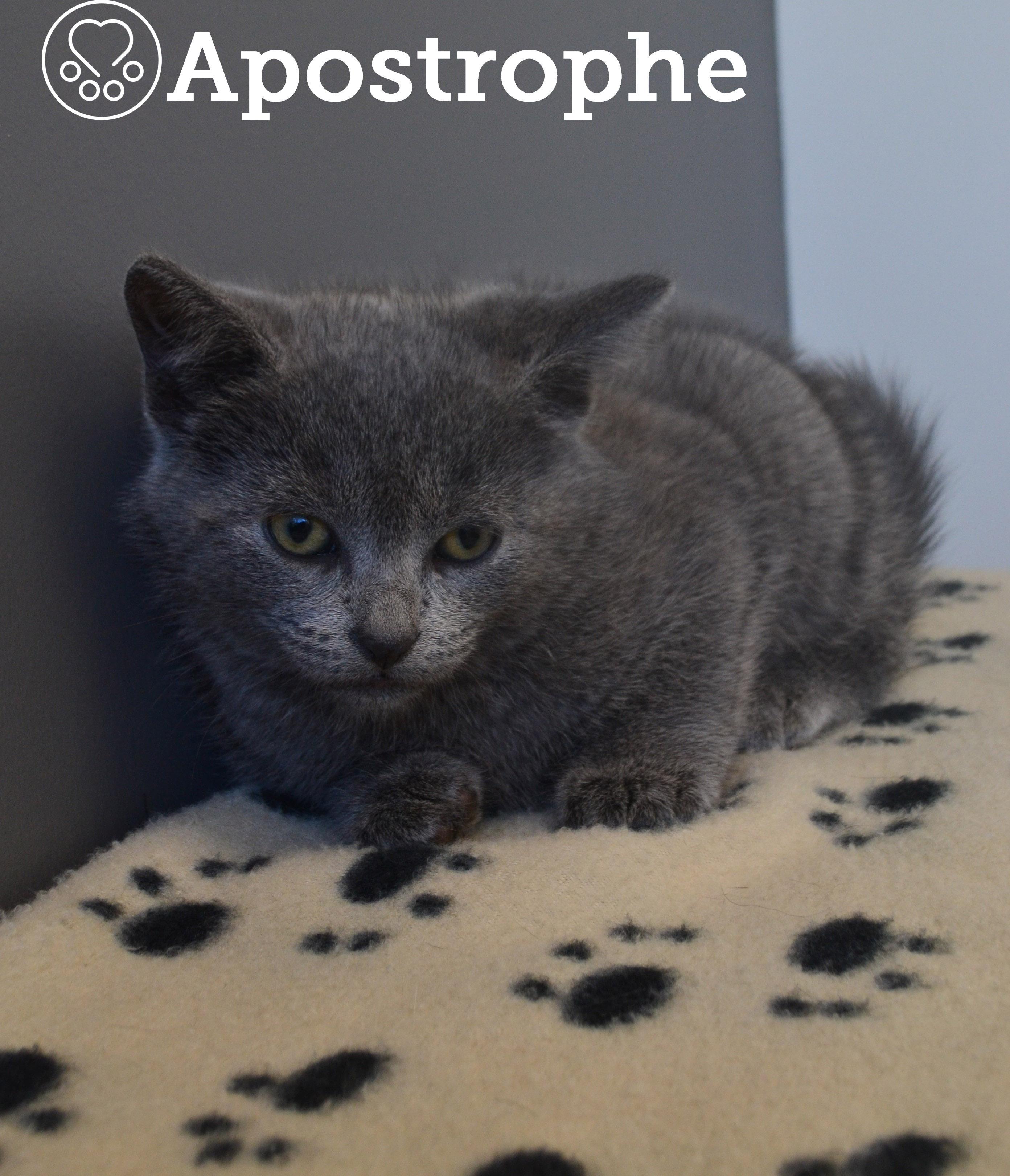 Apostrophe, a Adoptable Domestic Short Hair in Anjou, QC image 3/5